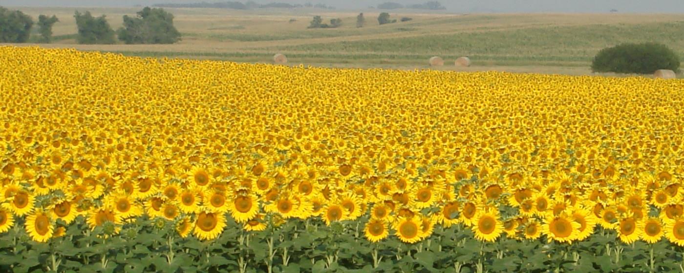 Blooming sunflower field
