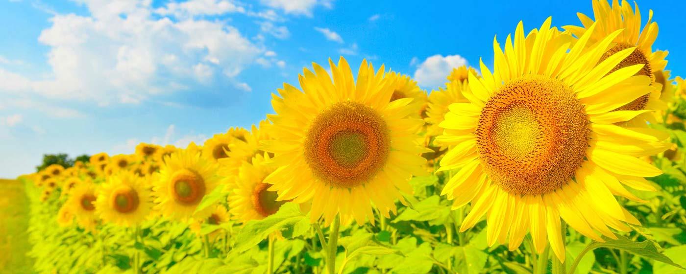 Sunflowers and Blue Sky