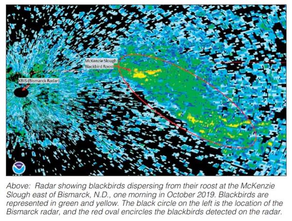 radar showing blackbirds leaving roost