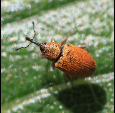 Red seed weevil included in Janet Knodel 2026 Research Forum presentation