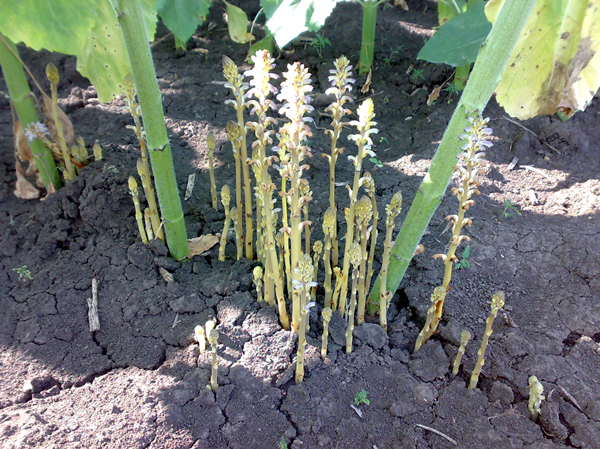 Orobanche cumana (SF broomrape) stems emerging at the base of sunflower plants (courtesy Tatiana Antonova). Source: Sam Markell, NDSU