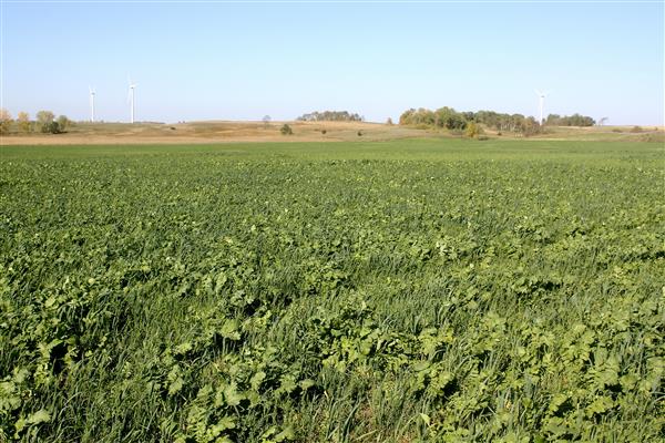 wheat field