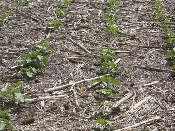 field with low pH level