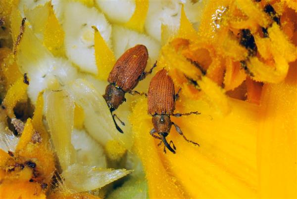 red sf weevil