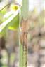 stem canker