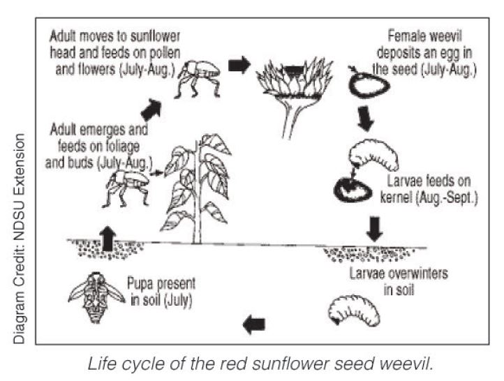 life cycle of red seed wevil