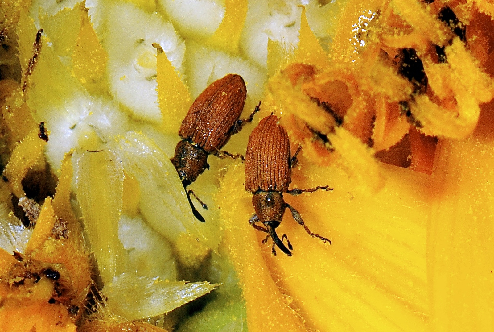 red seed weevil