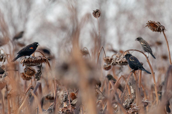 blackbirds on stalks