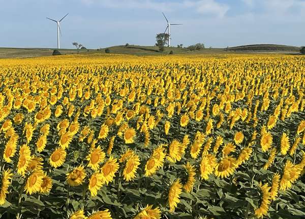 6 - sf blooming field
