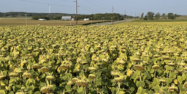 8 - crop progressing