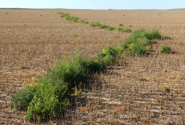 kochia weeds in field