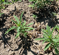 kochia