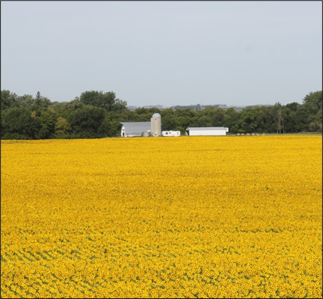 sunflower field with barn