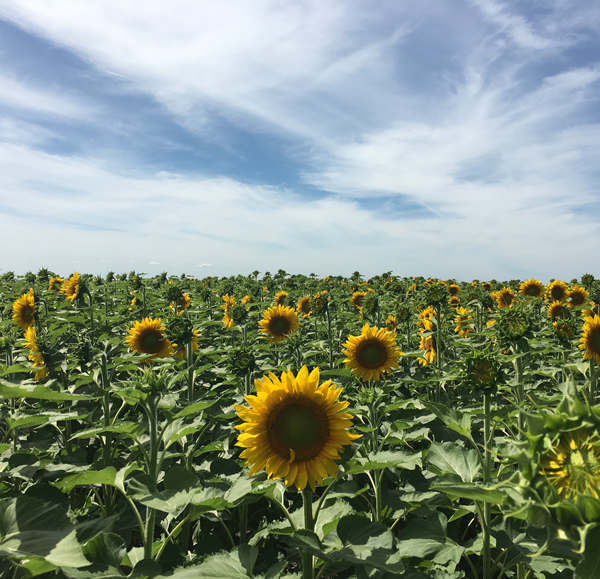 sunflower in field