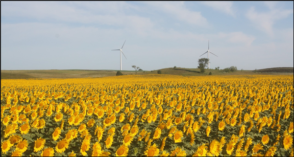 sf field with wind turbines