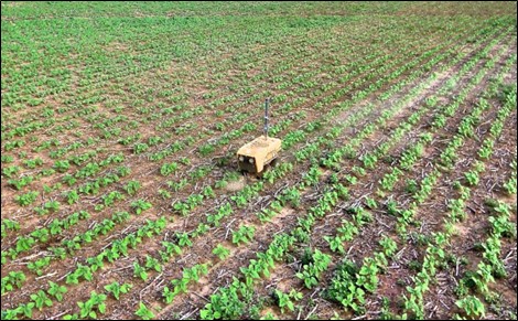 robot weeding field