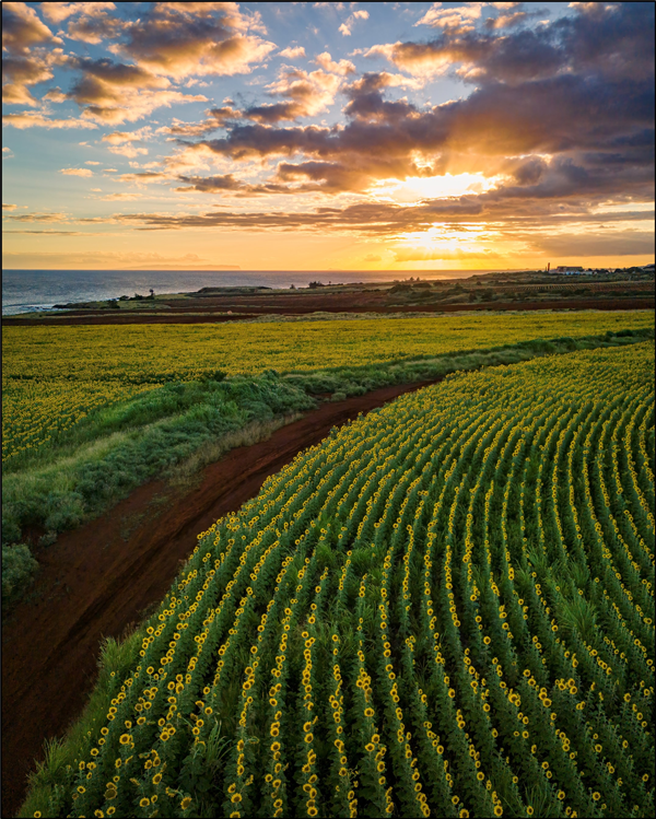 blooms on Hawaii island