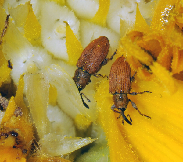 red seed weevils