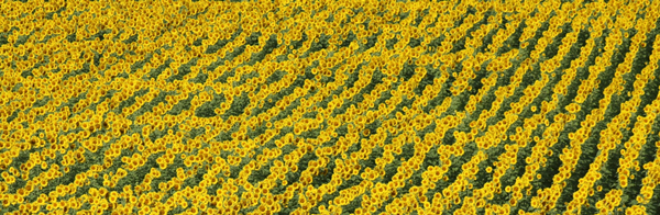 Rows of yellow sunflower heads