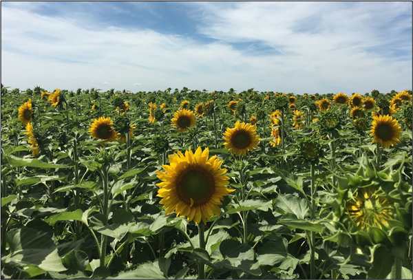 Sunflower field on Bo Beer farm