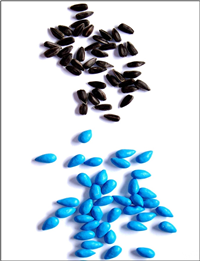 Sunflower seeds, raw and coated, providing pellet option for planting