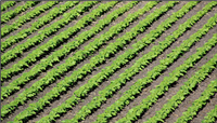 Rows of green sunflower plants