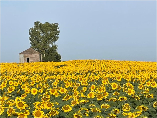 Sunflower field with old homestead in background, photo credit Don Lilleboe