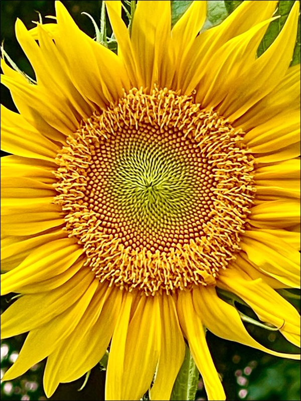 Close-up of sunflower head and petals, photo credit Don Lilleboe