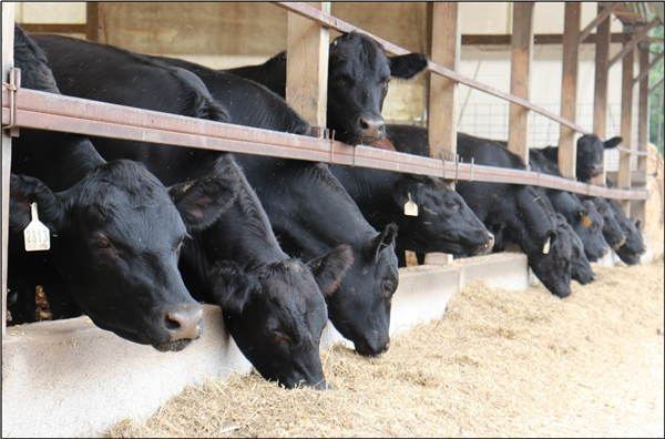 The Smudes use sun meal as a high-fiber, high-protein diet for their Angus cattle. Photo credit: Michael Johnson