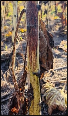 Phomopsis stem lesion, photo 2, courtesy Febina Mathew