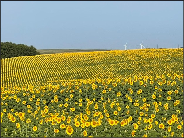 Sunflower field with windmills on horizon