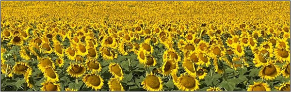Field of sunflowers