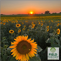 Sunflower field at sunset, Field Theory logo