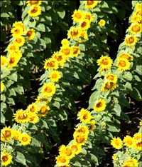 Rows of sunflower heads