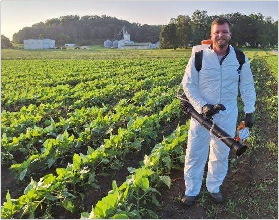 Dr. Brandt Berghuis working in one of the River Falls field plots a few weeks after emergence.