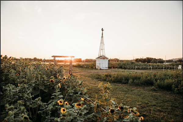 Billings sunflower festival location