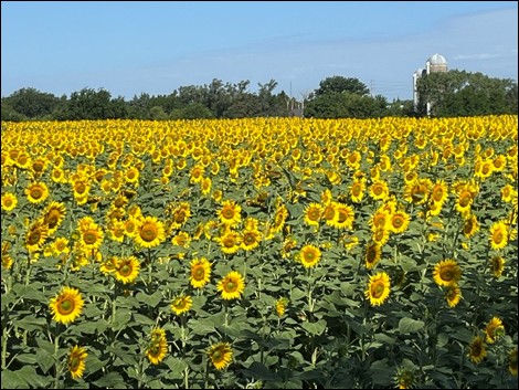 Field of sunflower in bloom