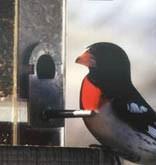 190bird_at_feed_w_redchest.jpg