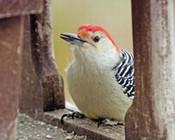 433redbelliedwoodpecker_200w.jpg