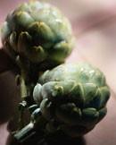artichoke.jpg
