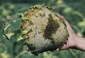 Sunflower Head damaged by Black Birds