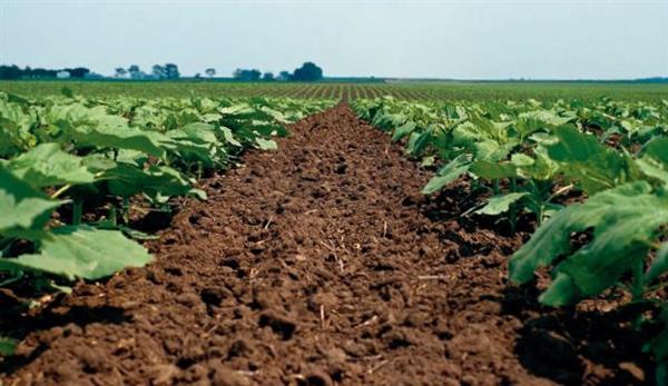 field with no weeds