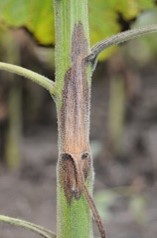 stem canker