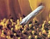 sf moth