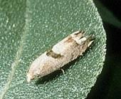SF bud moth