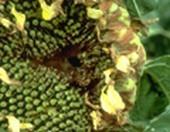 SF moth damage