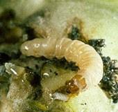 sf bud moth larva