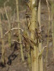 grasshopper on stalk