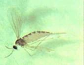 midge