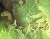 Midge larva in sunflower head